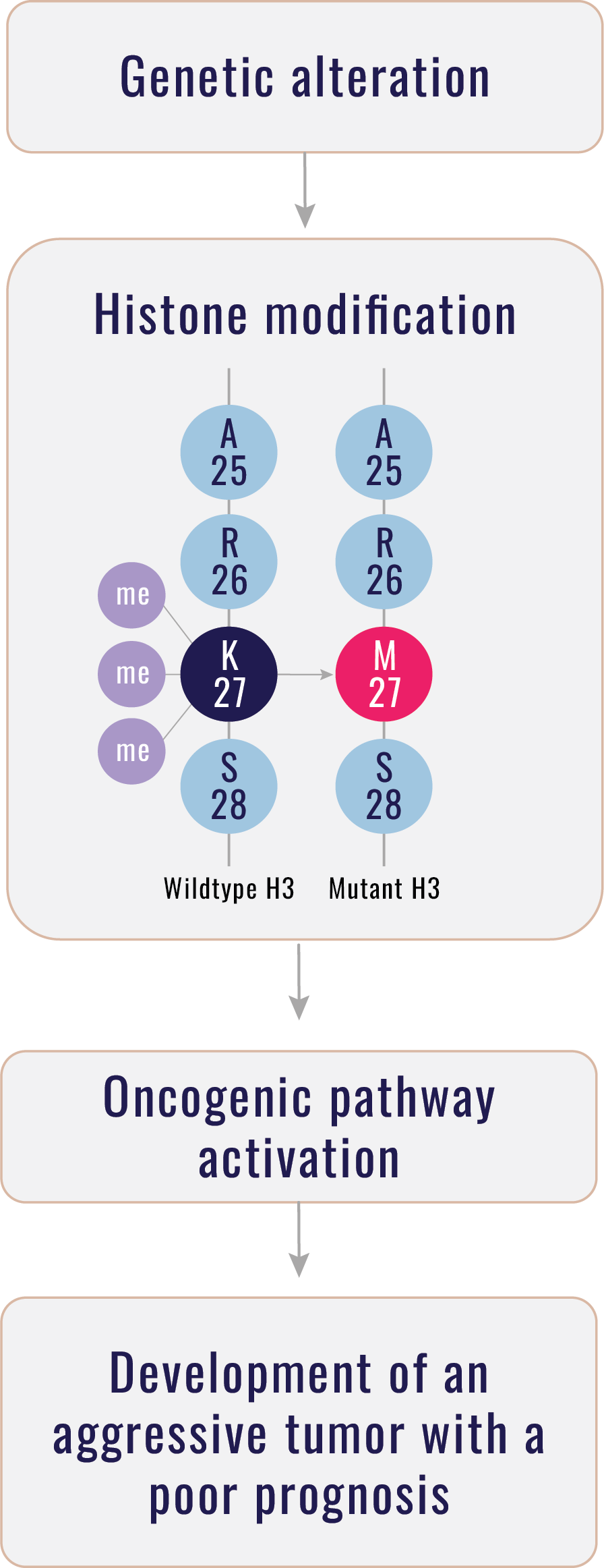 Flow chart of molecular and cellular changes driven by H3 K27M mutation, specifically histone trimethylation loss and downstream effects